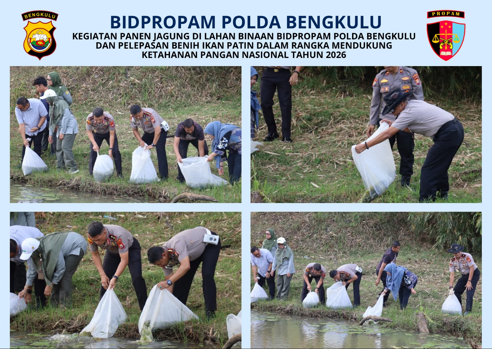 Polda Bengkulu Panen 4 Ton Jagung dan Tebar 3.000 Benih Ikan Patin, Dukung Ketahanan Pangan